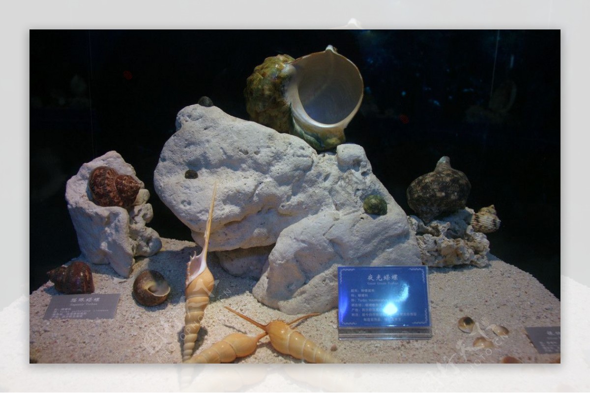 形态各异的海螺图片