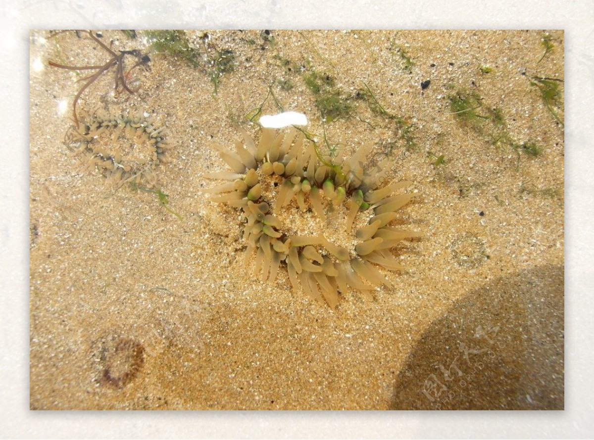 海葵图片