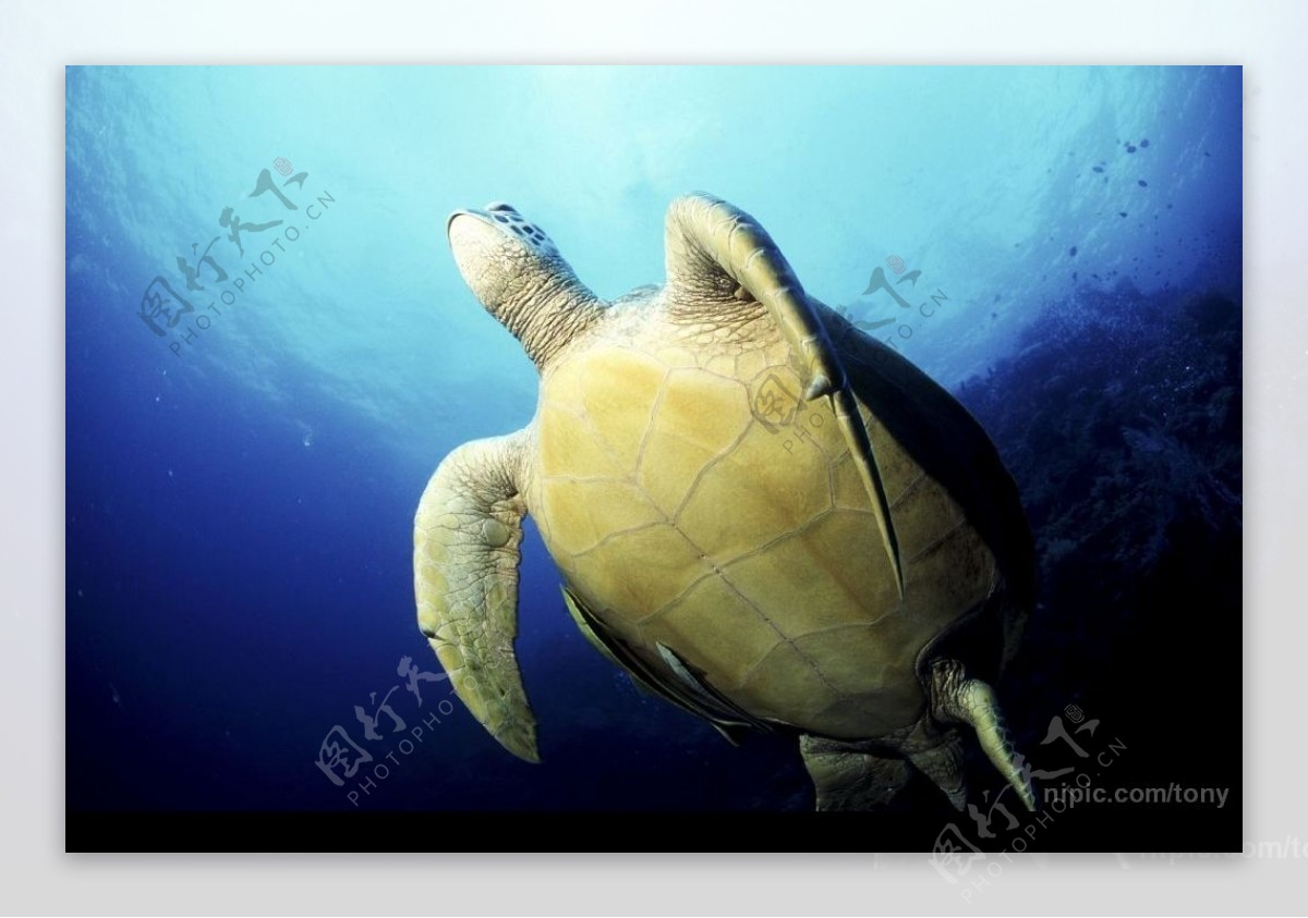 大海龟图片