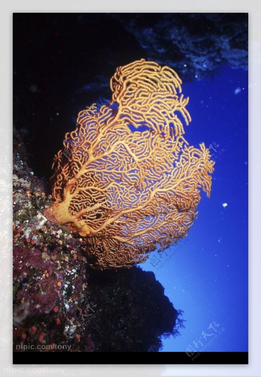 珊瑚虫图片