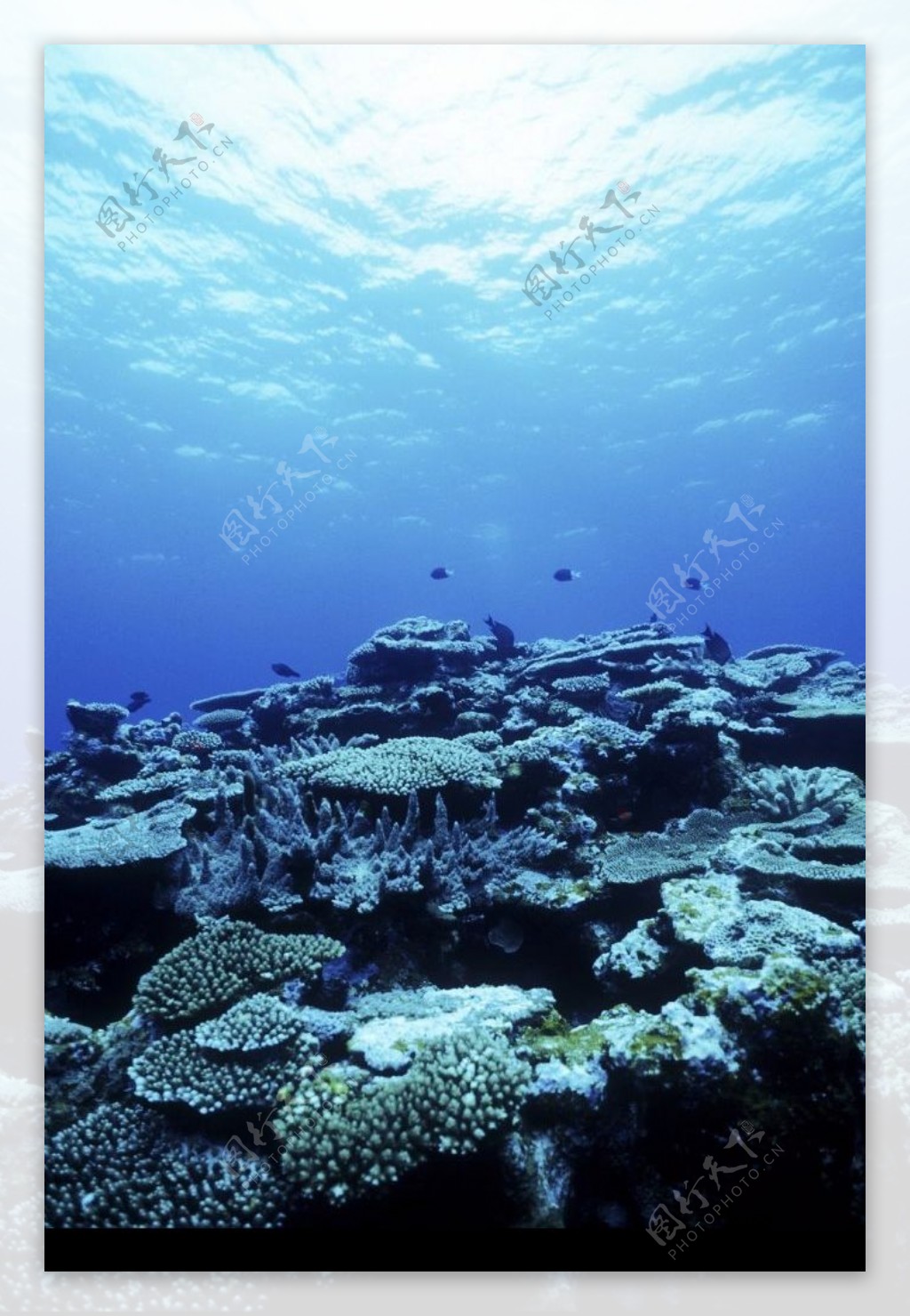 深海珊瑚礁图片