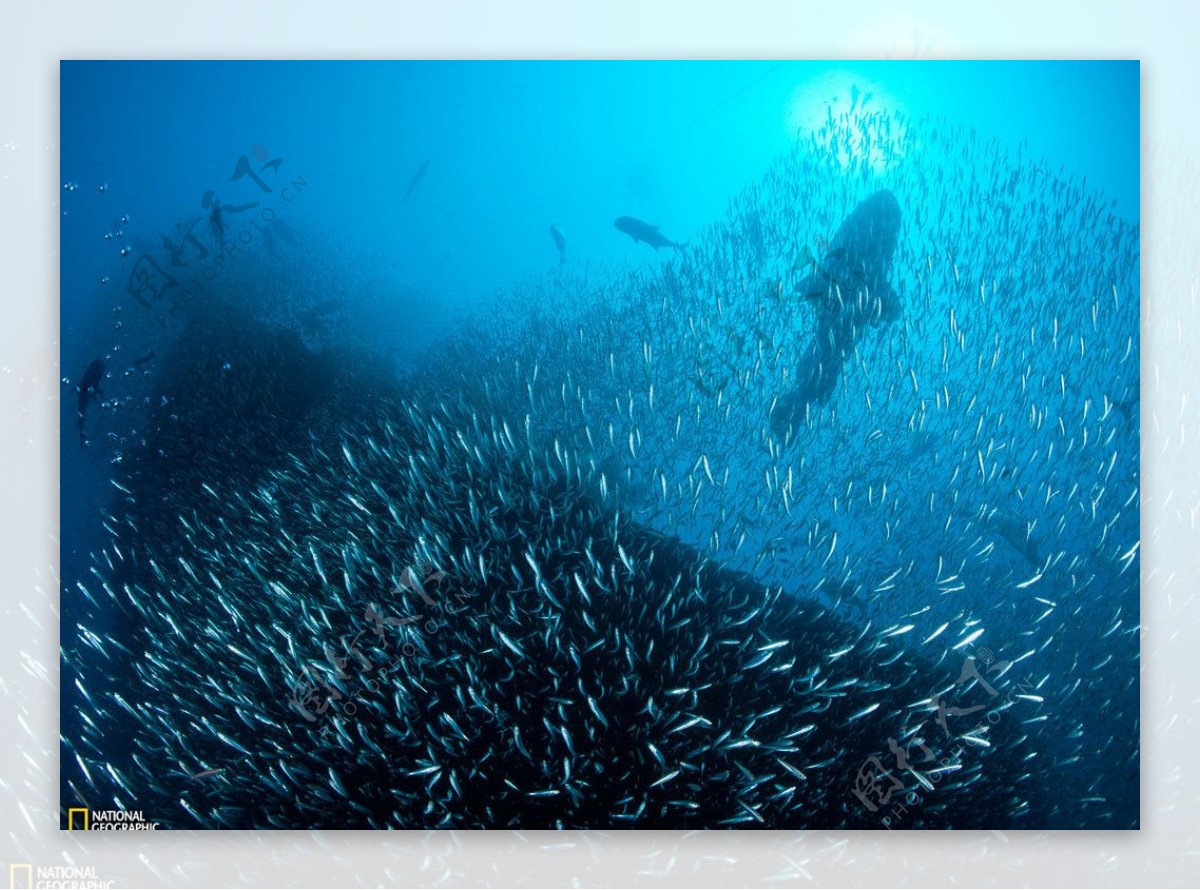 大堡礁海底的永伽拉号沉船图片