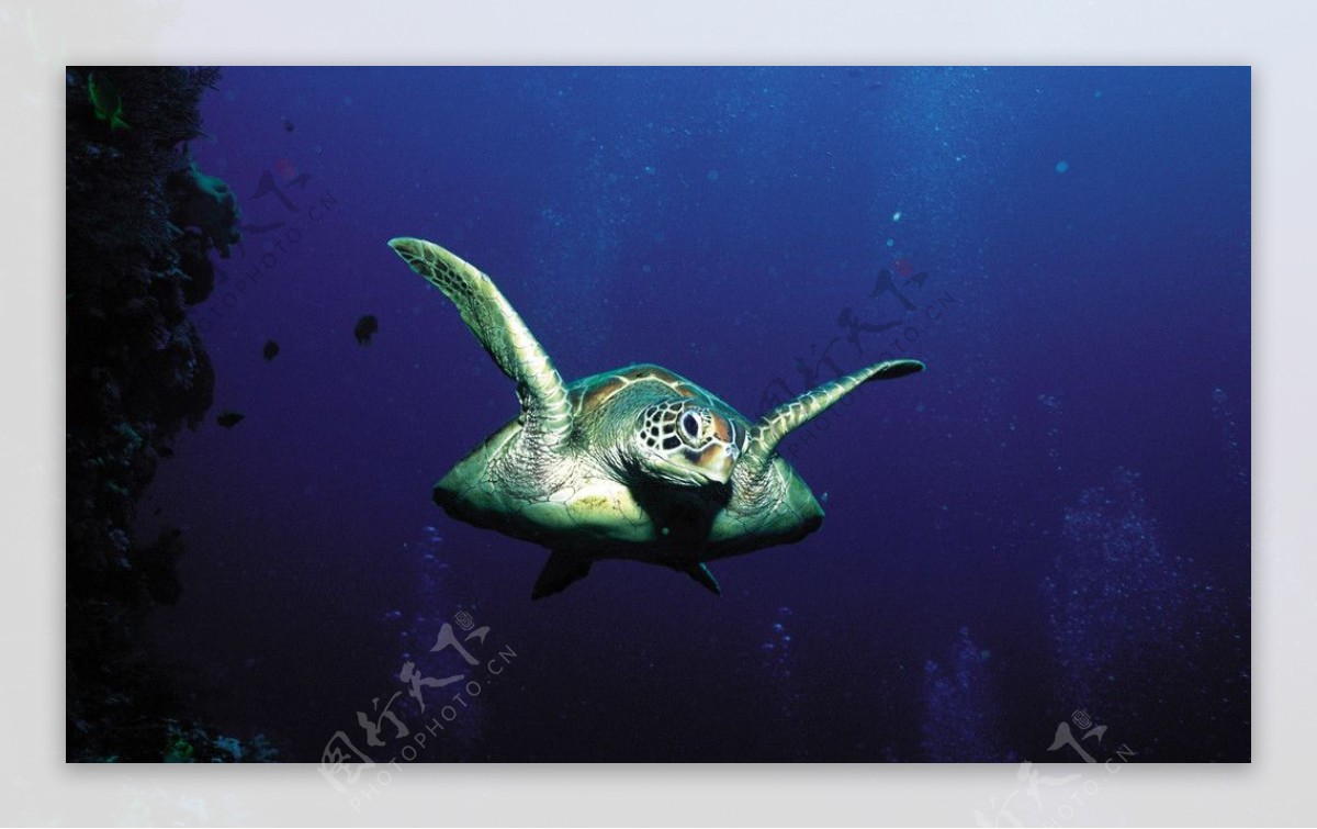 绿海龟图片