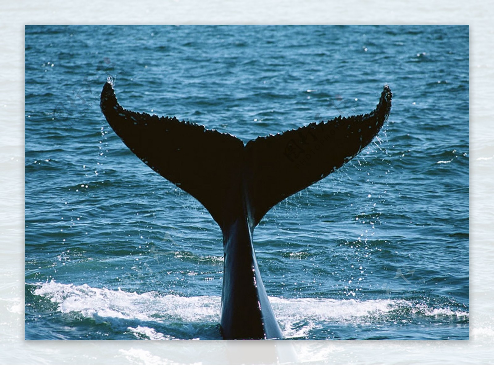 鲸鱼尾巴图片