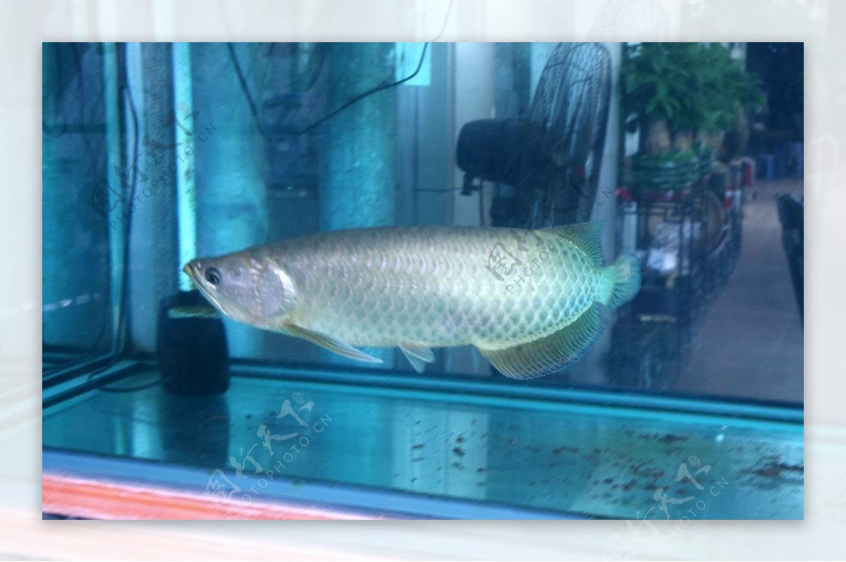 逛了一下济南当地水族市场买了一条银龙鱼放入自家缸中_哔哩哔哩_bilibili