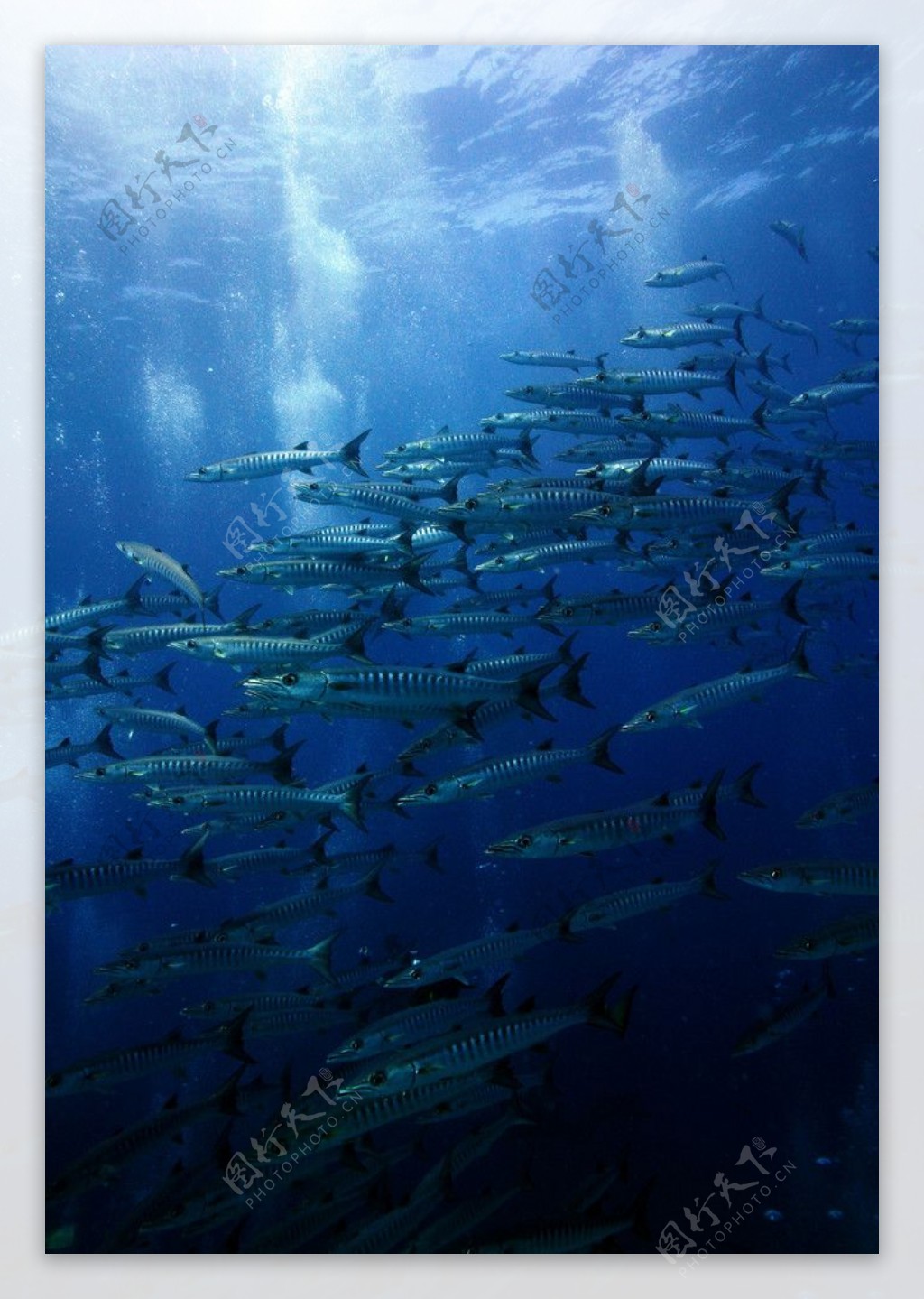 青角梭群鱼图片