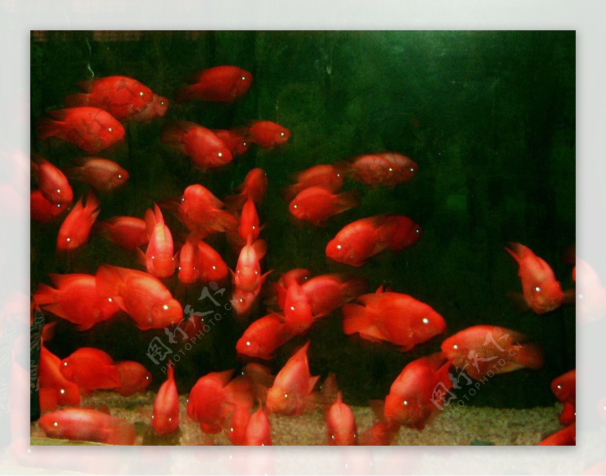 蓬莱海底世界的鱼图片