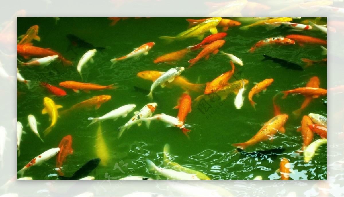 彩色景观鱼图片