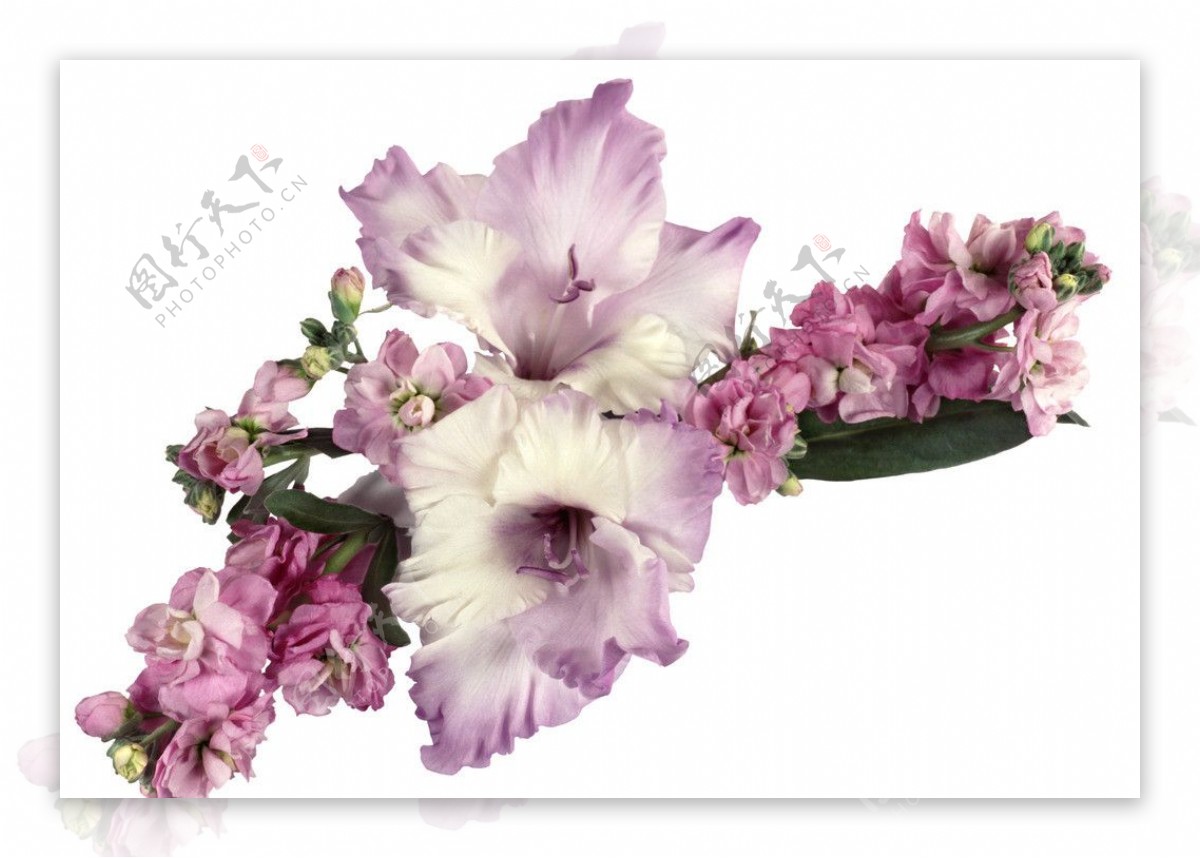 紫色的剑兰花图片