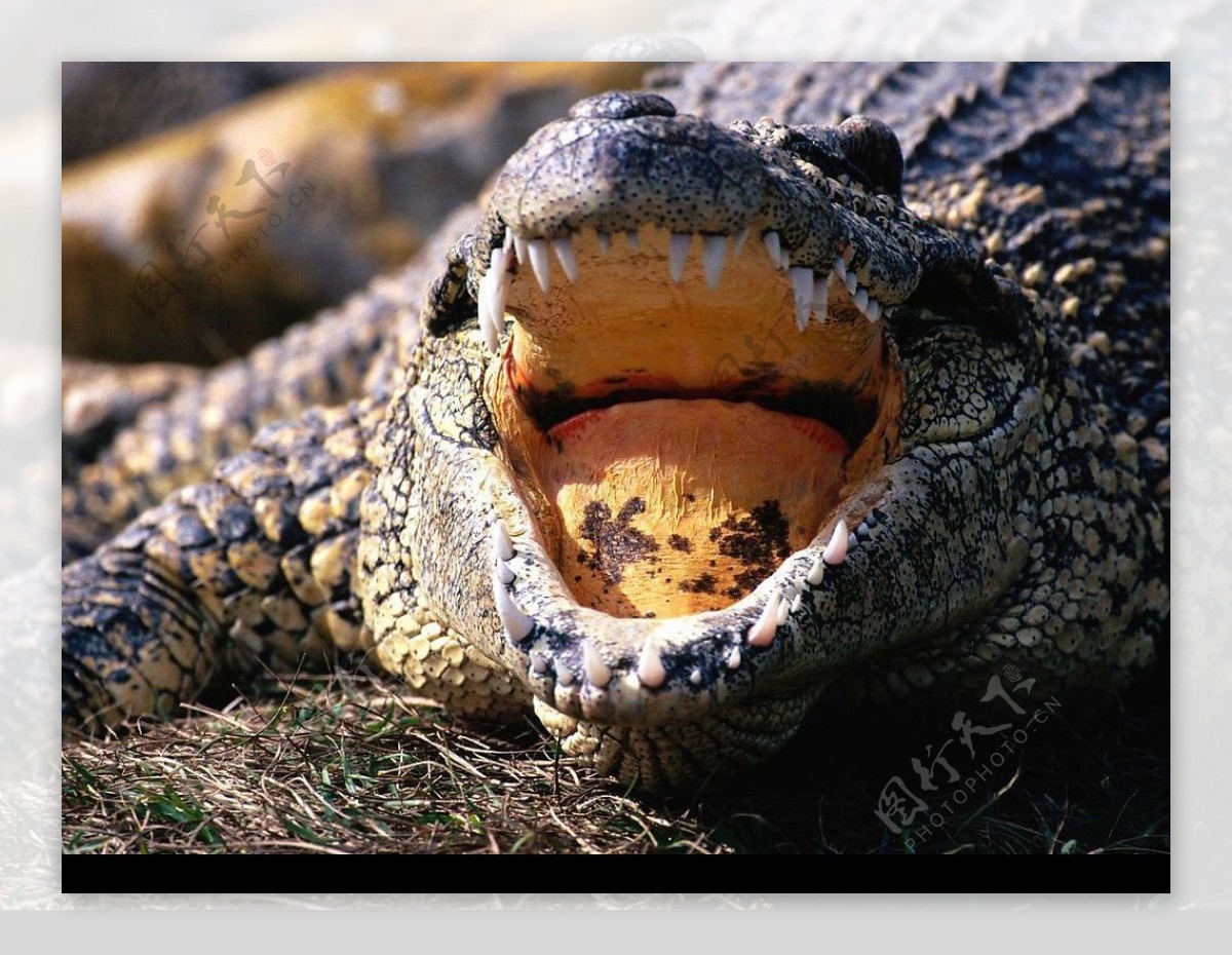 特写摄影嘴巴张开的鳄鱼 · 免费素材图片