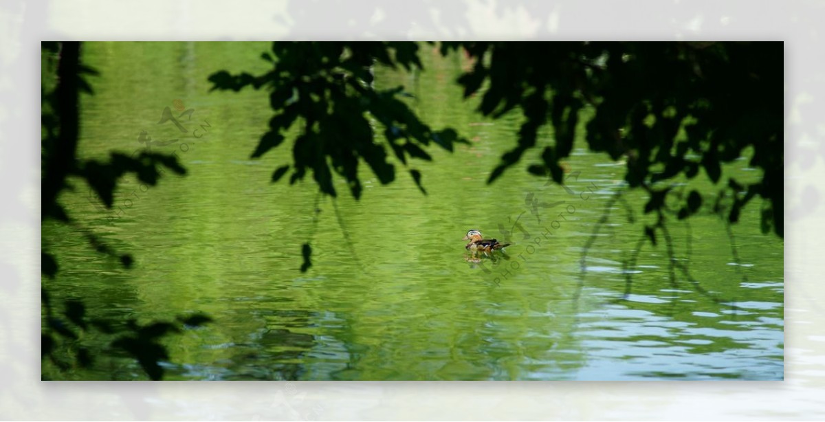湖面戏水的鸳鸯图片