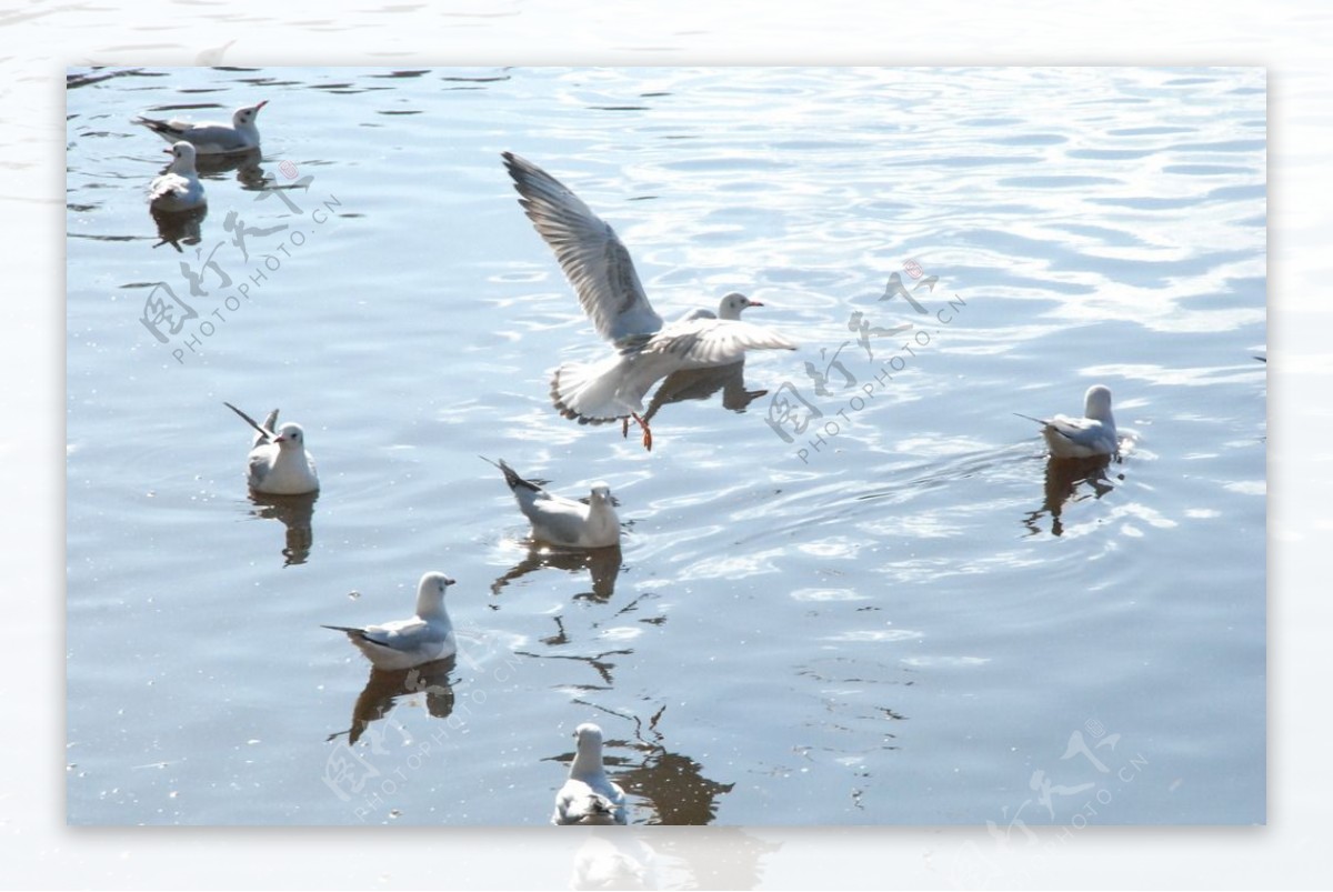 波光中飞翔戏水的海鸥图片