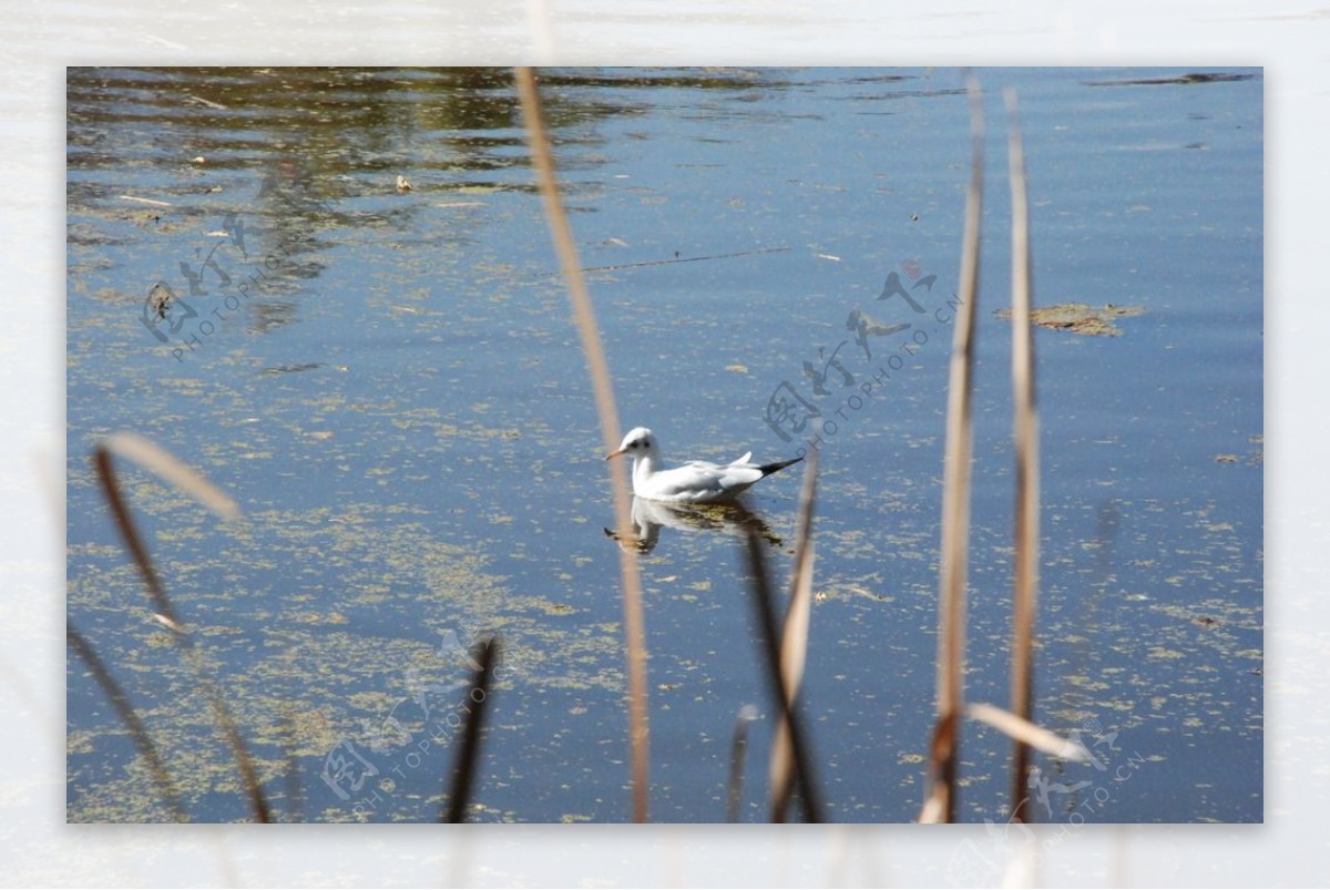 昆明翠湖冬季的海鸥图片