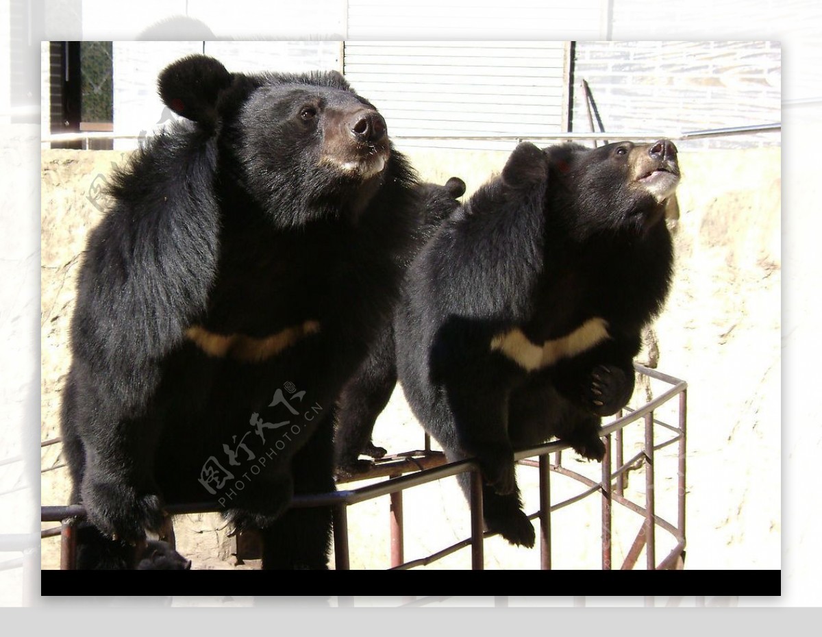 黑熊幼崽来报到！梧州市首例成功人工饲养繁殖的黑熊幼崽已7个多月大_莫亚生