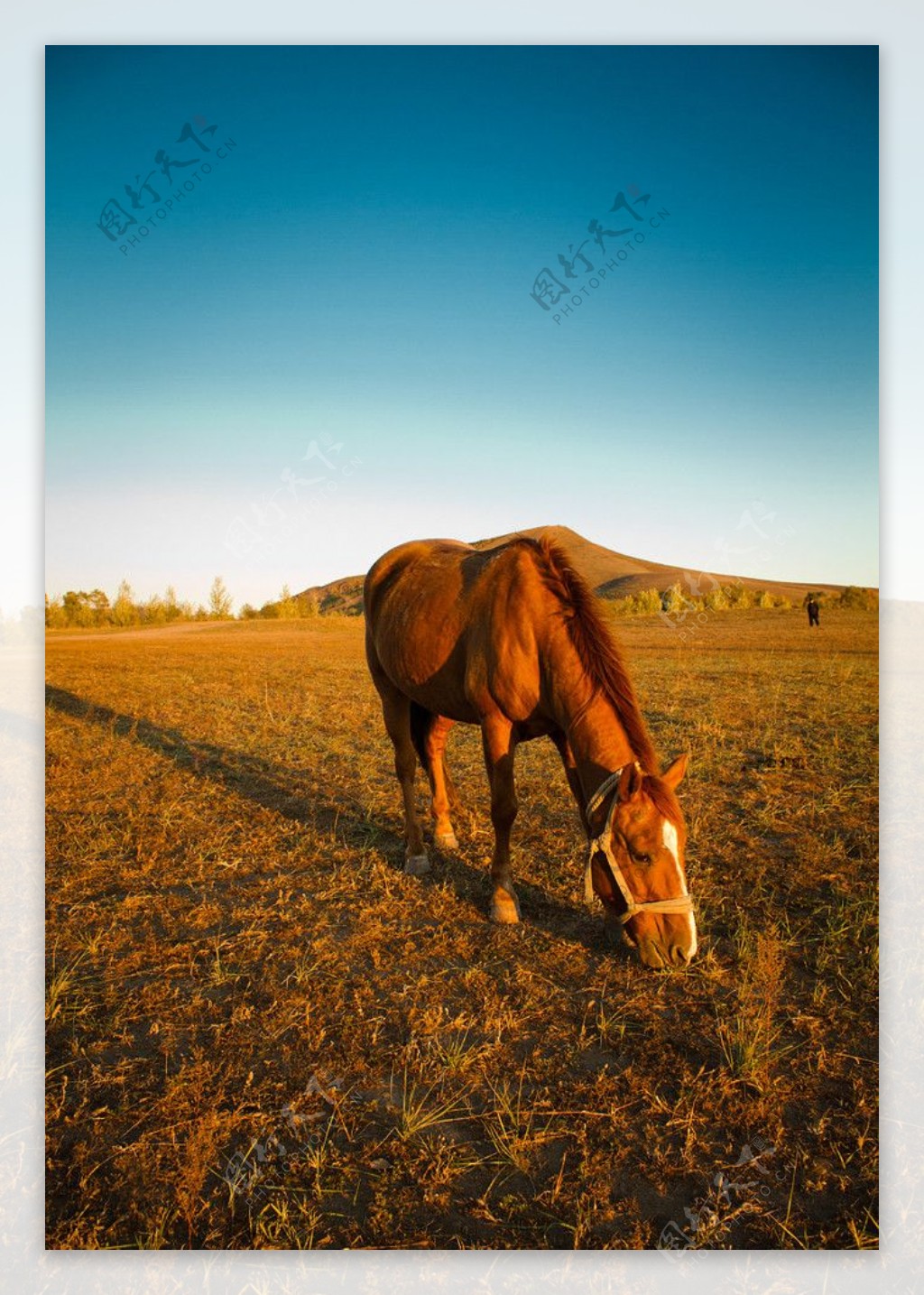 草原牧马图片