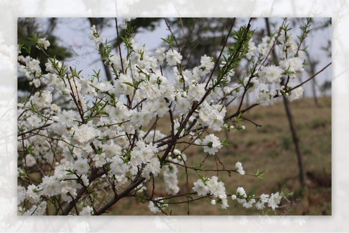 桃花图片