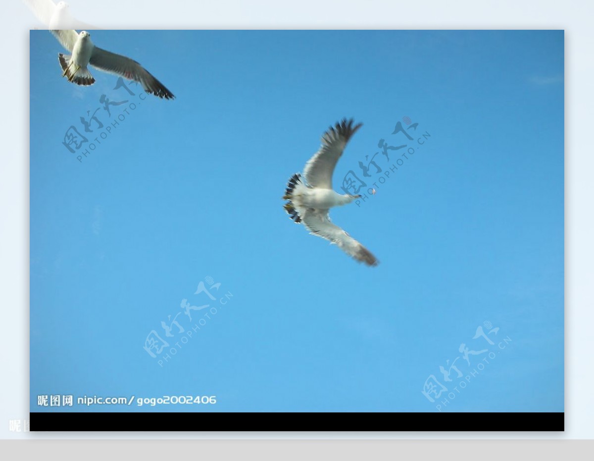 天空海鸥图片