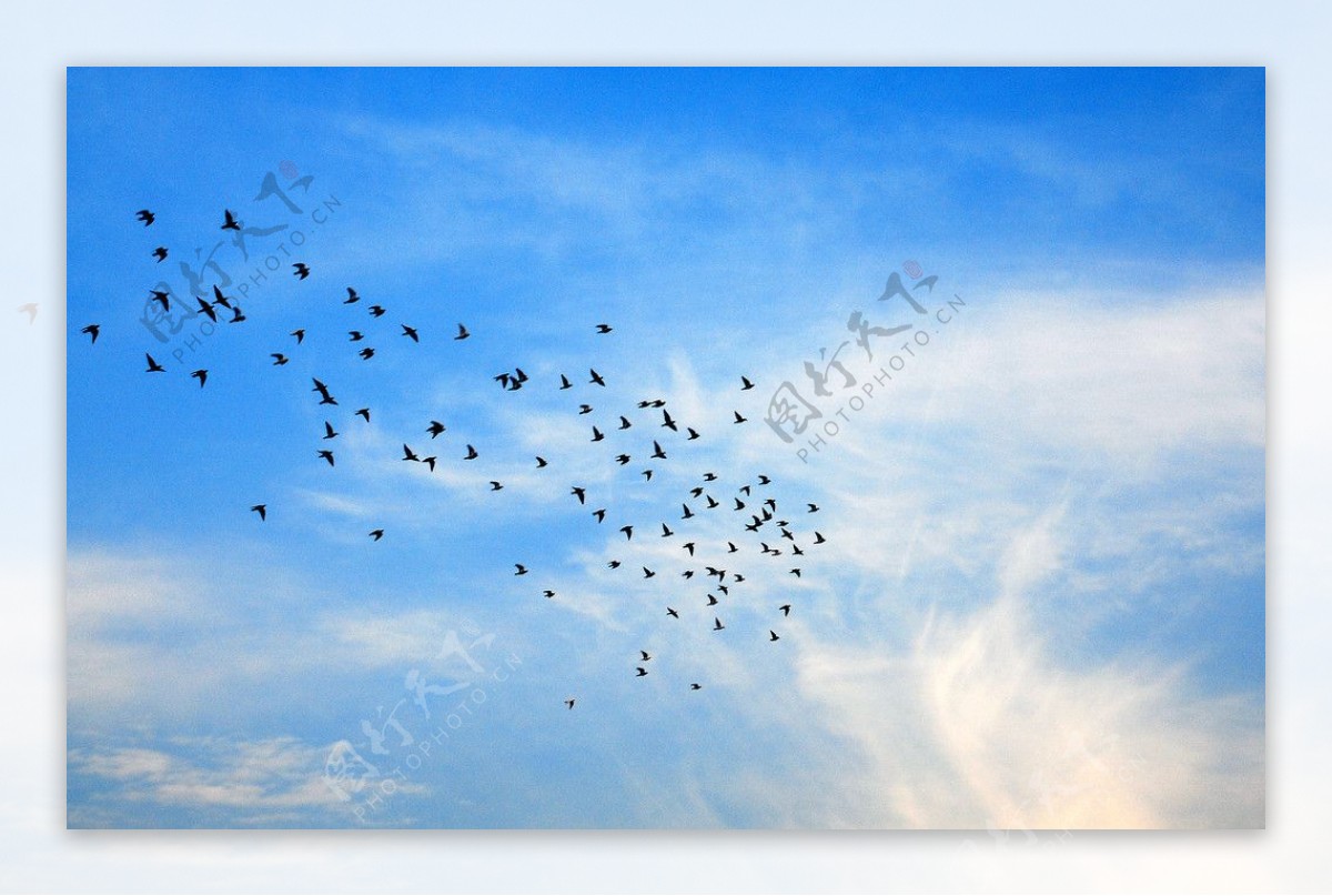 翱翔的鸽群图片