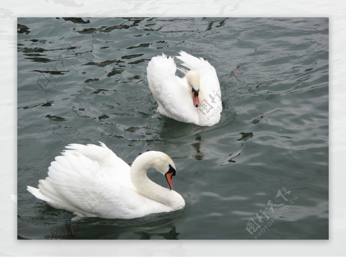 琉森湖上的白天鹅图片