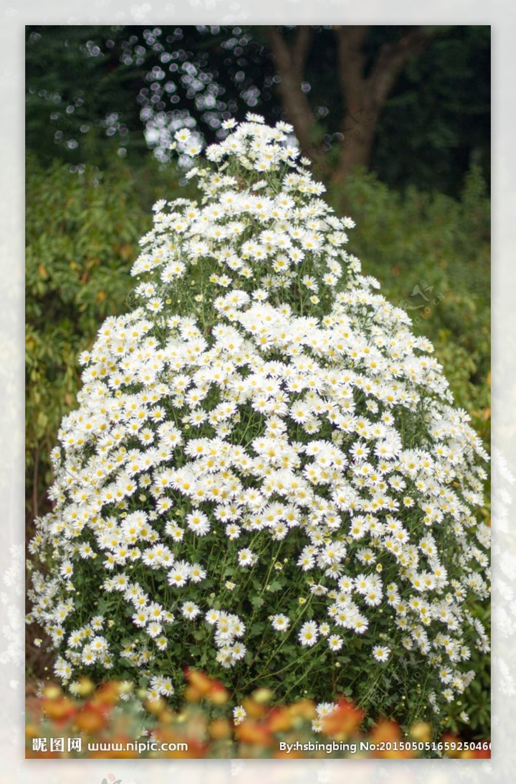 白色菊花盆景图片