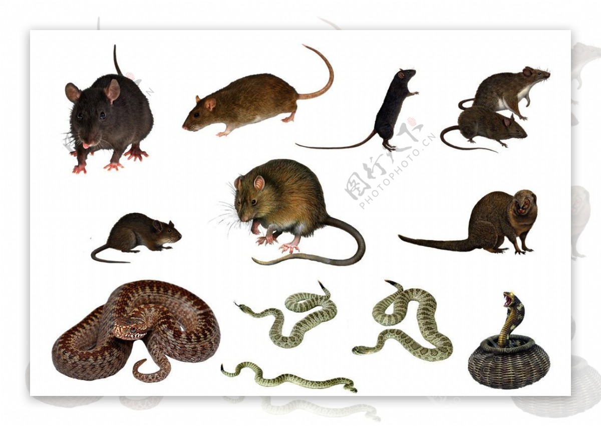 与老鼠的蛇比赛 库存图片. 图片 包括有 快速, 下颌, 有毒, 危险, 恐惧, 含毒物, 口味, 爬行动物 - 63570527
