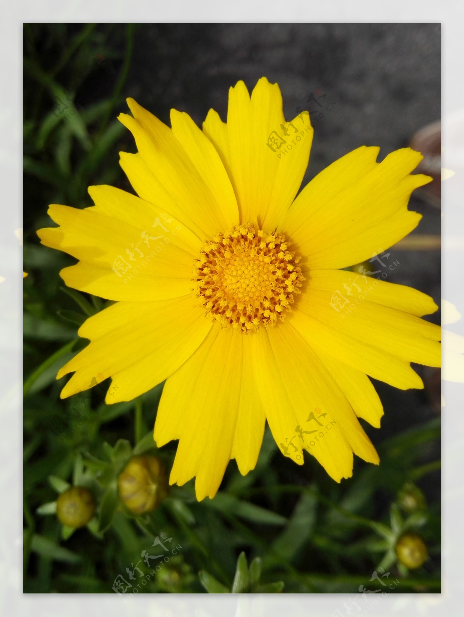 黄雏菊图片