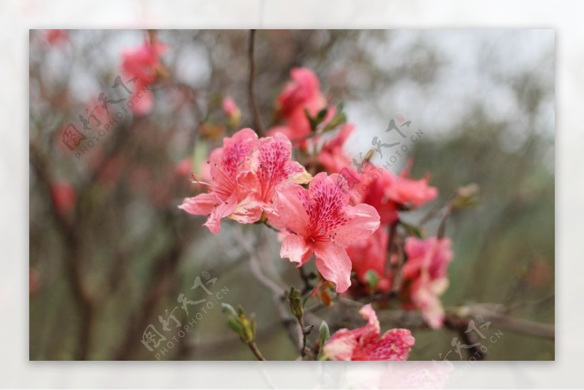 杜鹃花图片