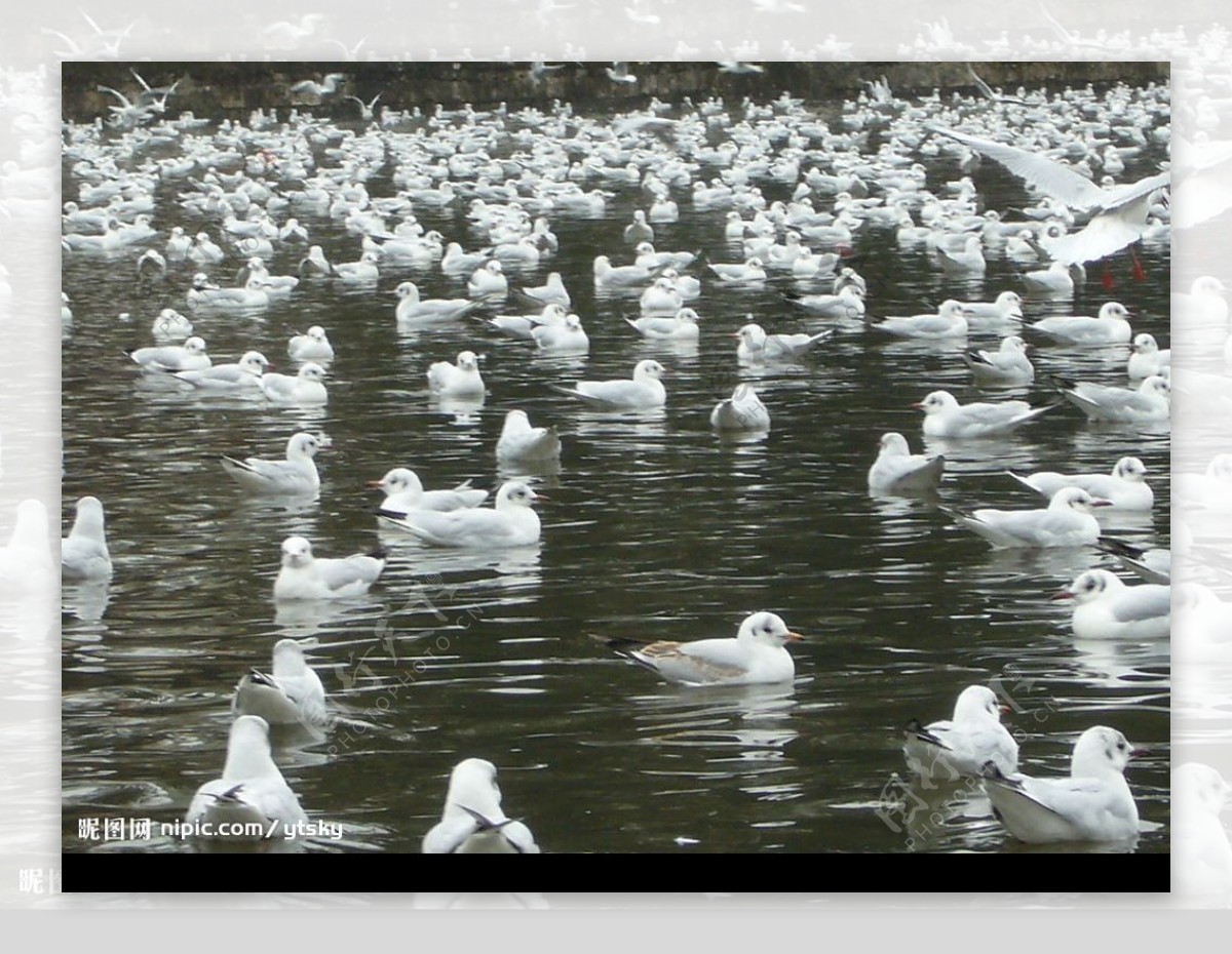 昆明翠湖海鸥图片