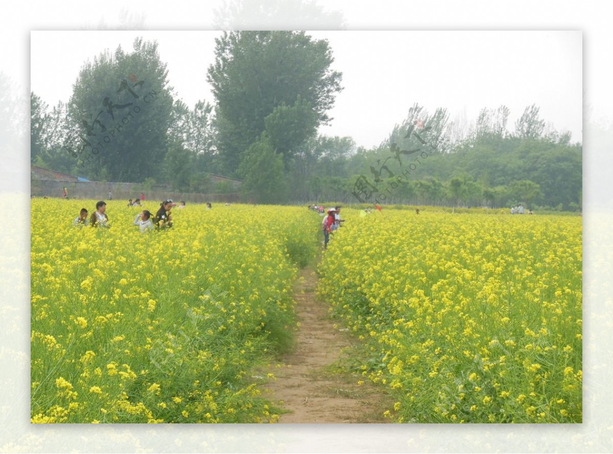 油菜花图片