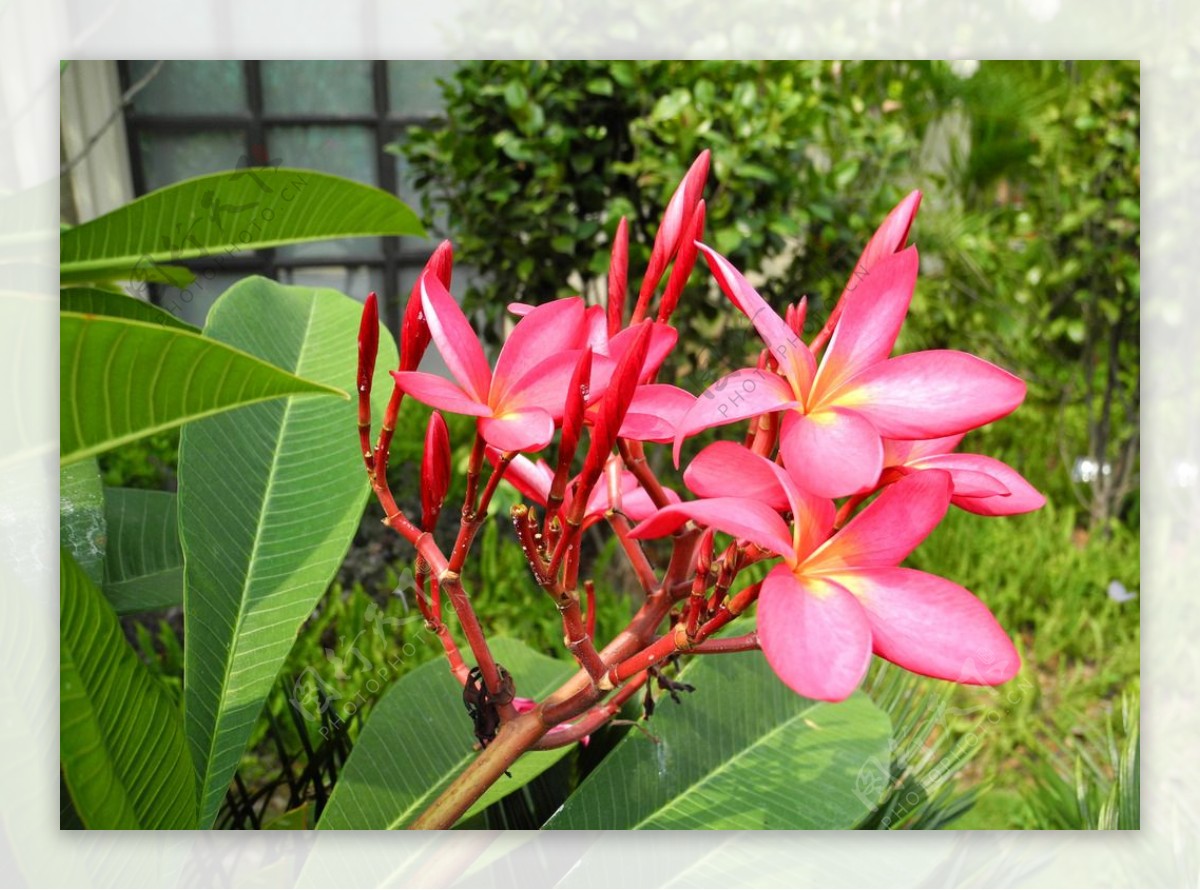 花卉特写图片