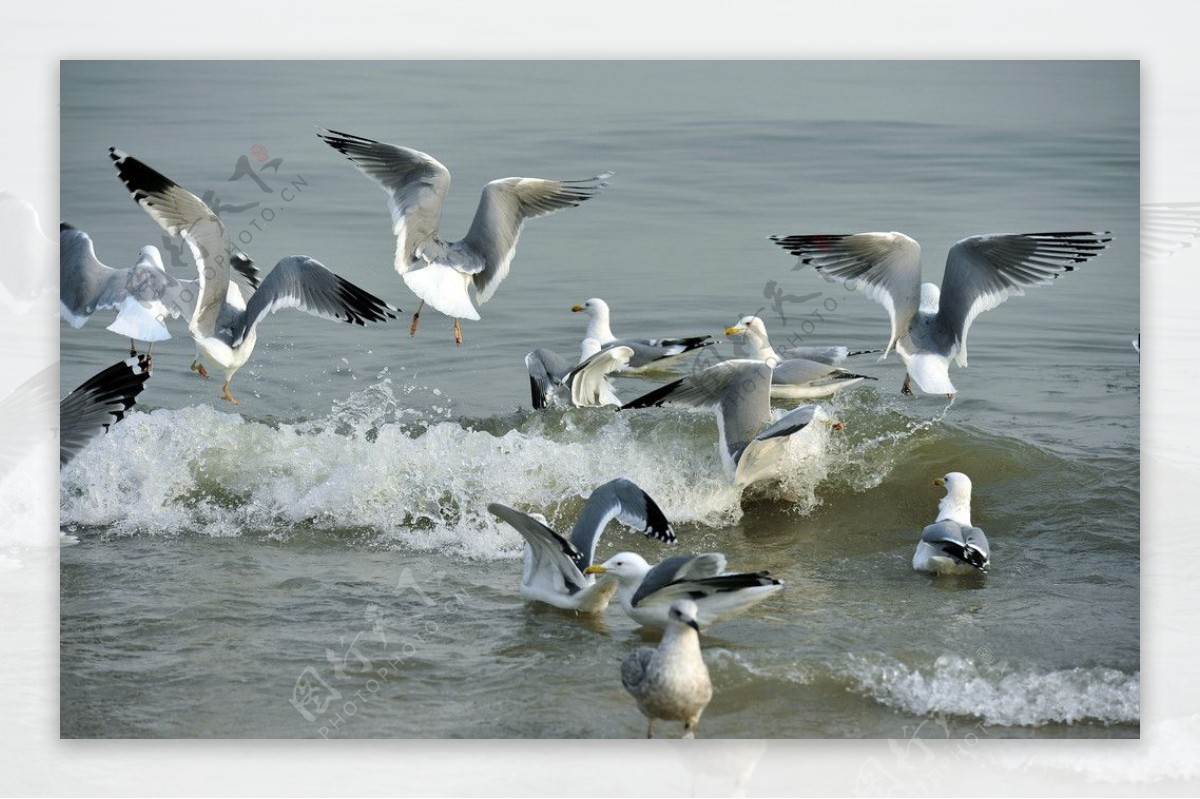 海鸥飞舞图片