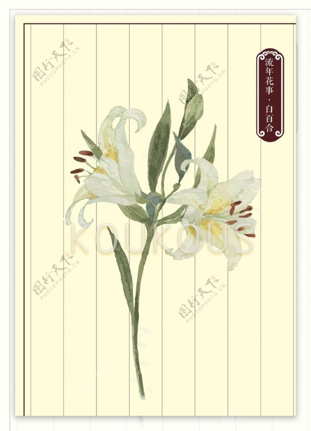 白百合花卉素材图片