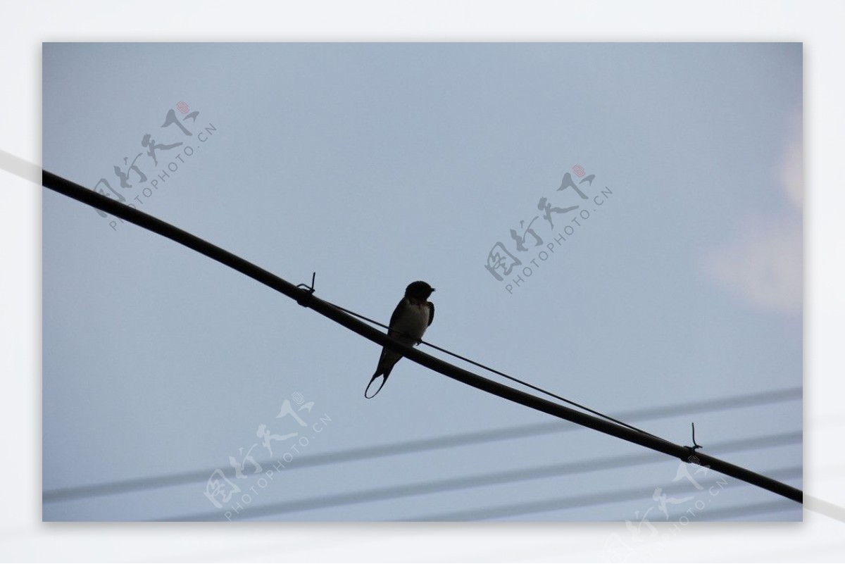 电线杆上的燕子图片