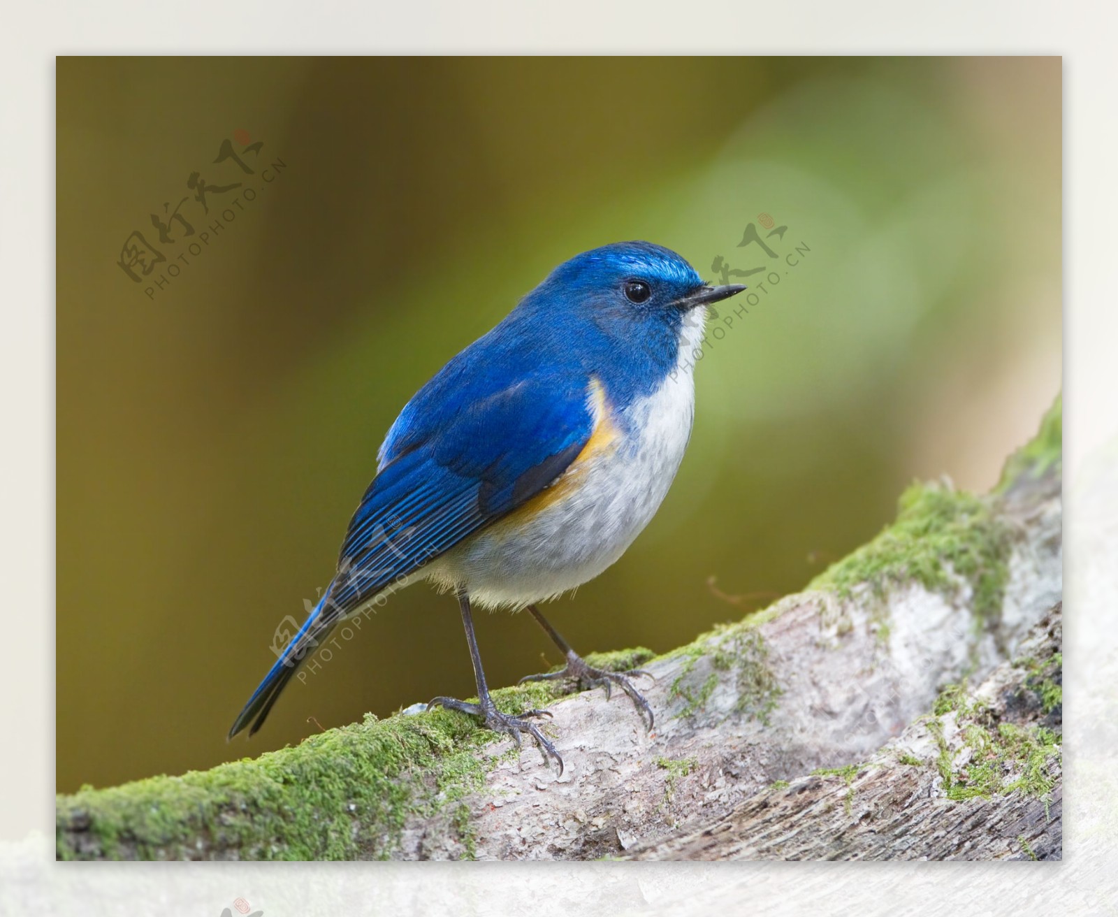 喜马拉雅蓝尾雀图片