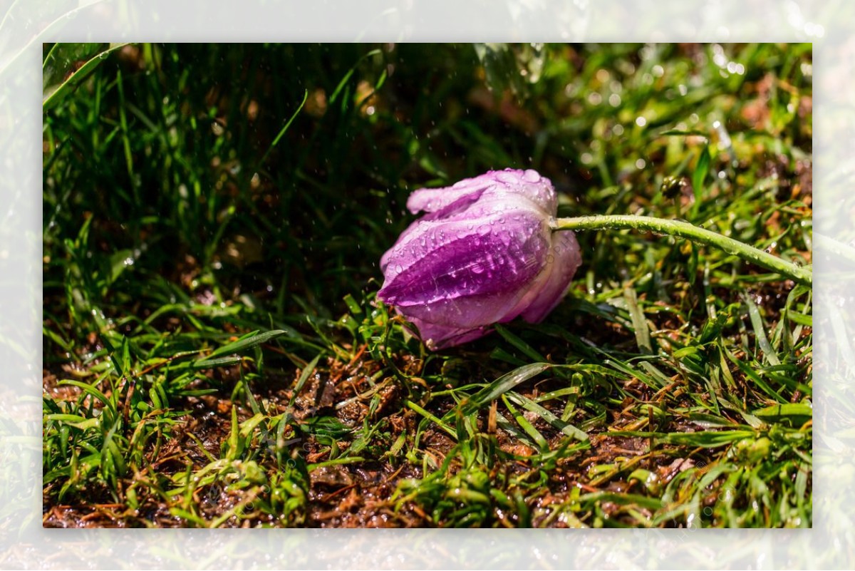 倒伏的紫色郁金香图片