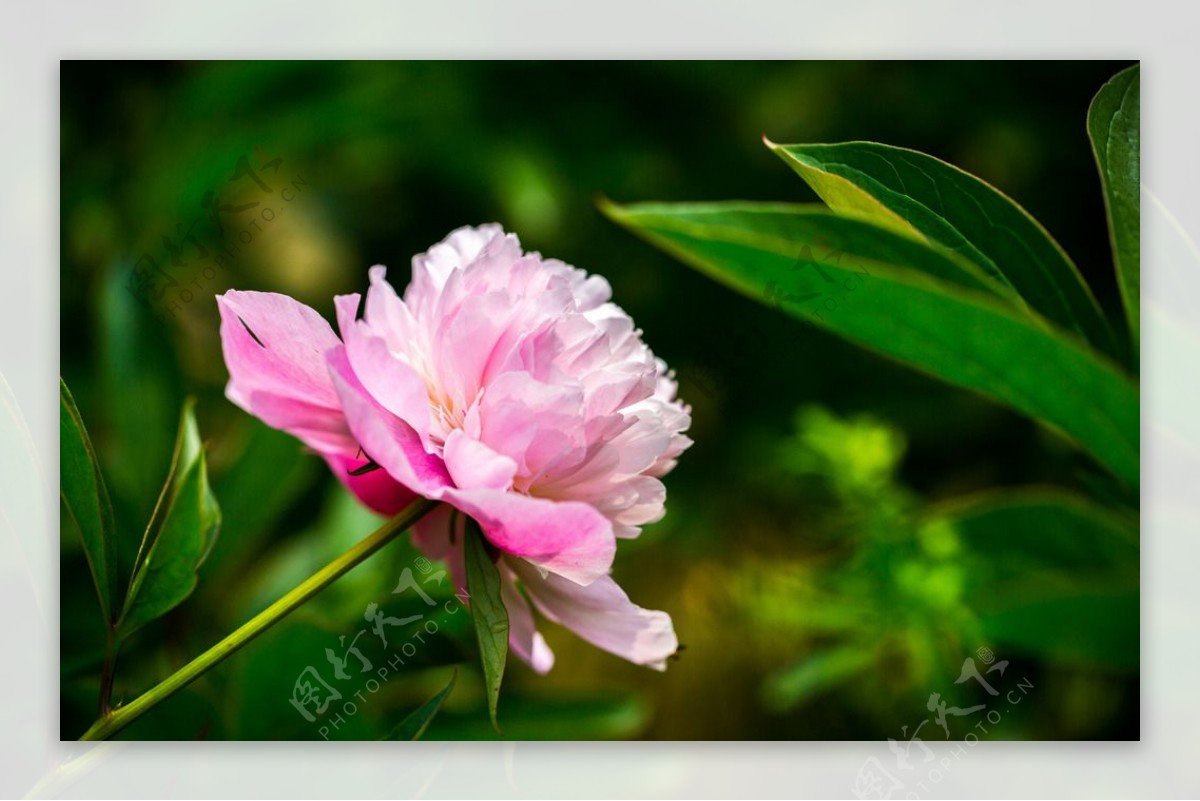 芍药花图片