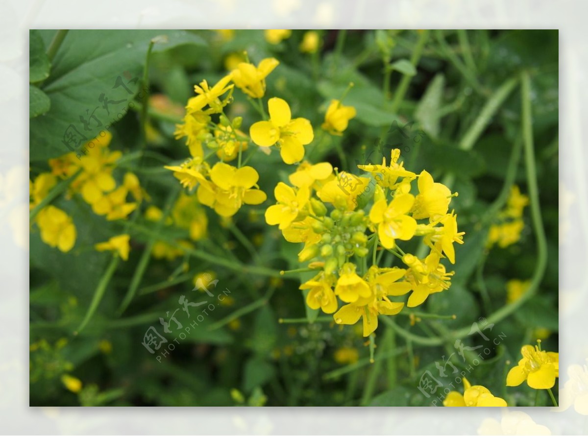 油菜花图片