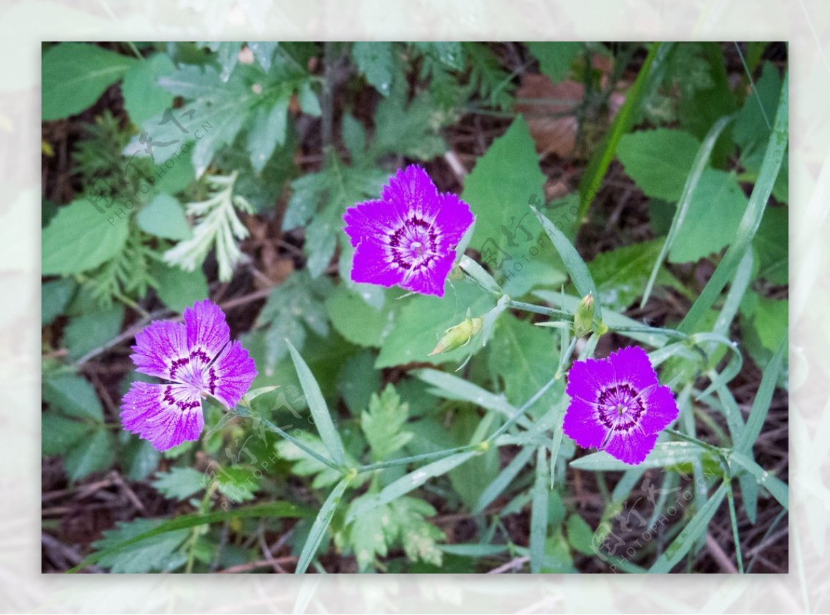 三朵紫花图片