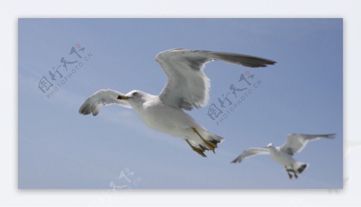 松岛的海鸥图片