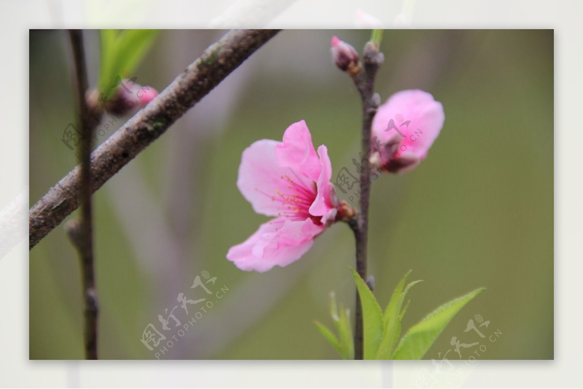 桃花图片