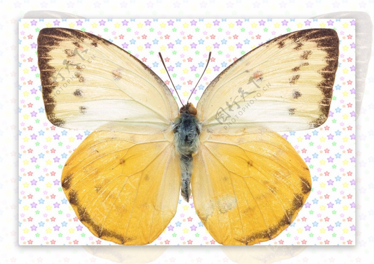 灰点白前翅黄尾翅蝴蝶图片