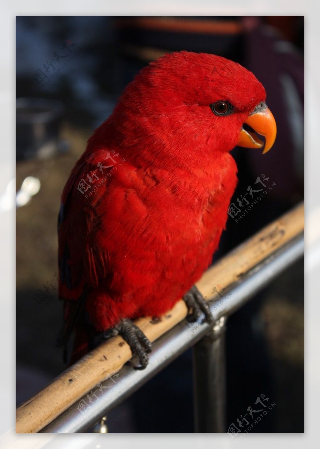 红色鹦鹉图片