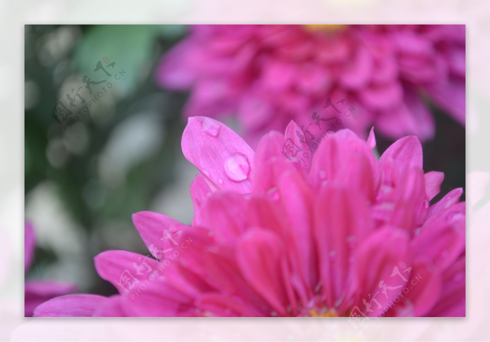 露水菊花花瓣图片