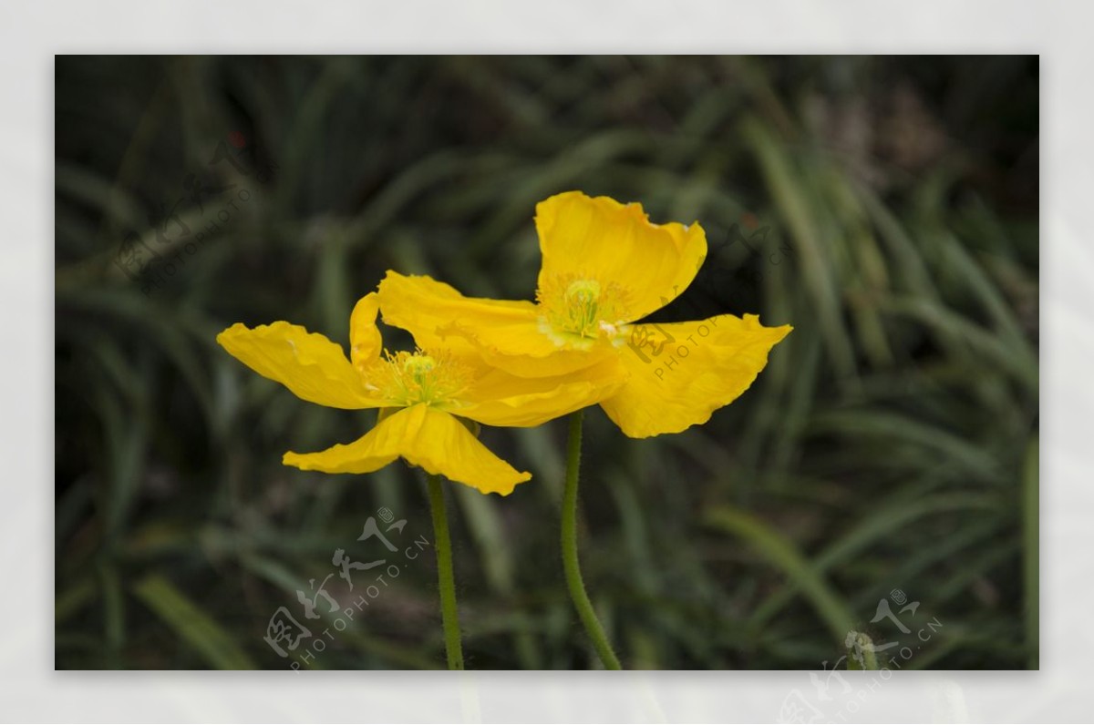 花朵野花图片