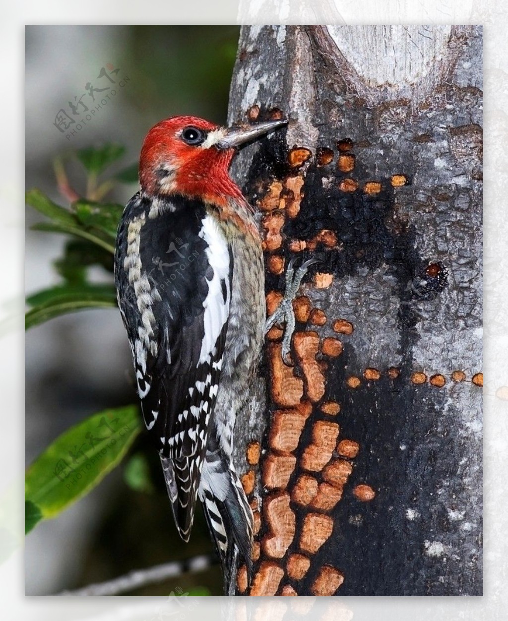 红胸吸汁啄木鸟图片