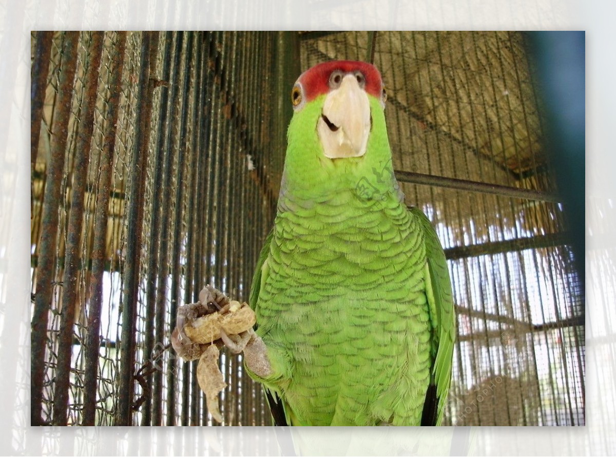 淡紫冠亚马逊鹦鹉图片