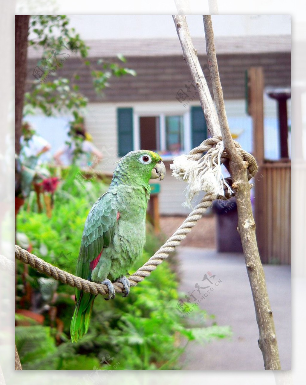 斑点亚马逊鹦鹉图片