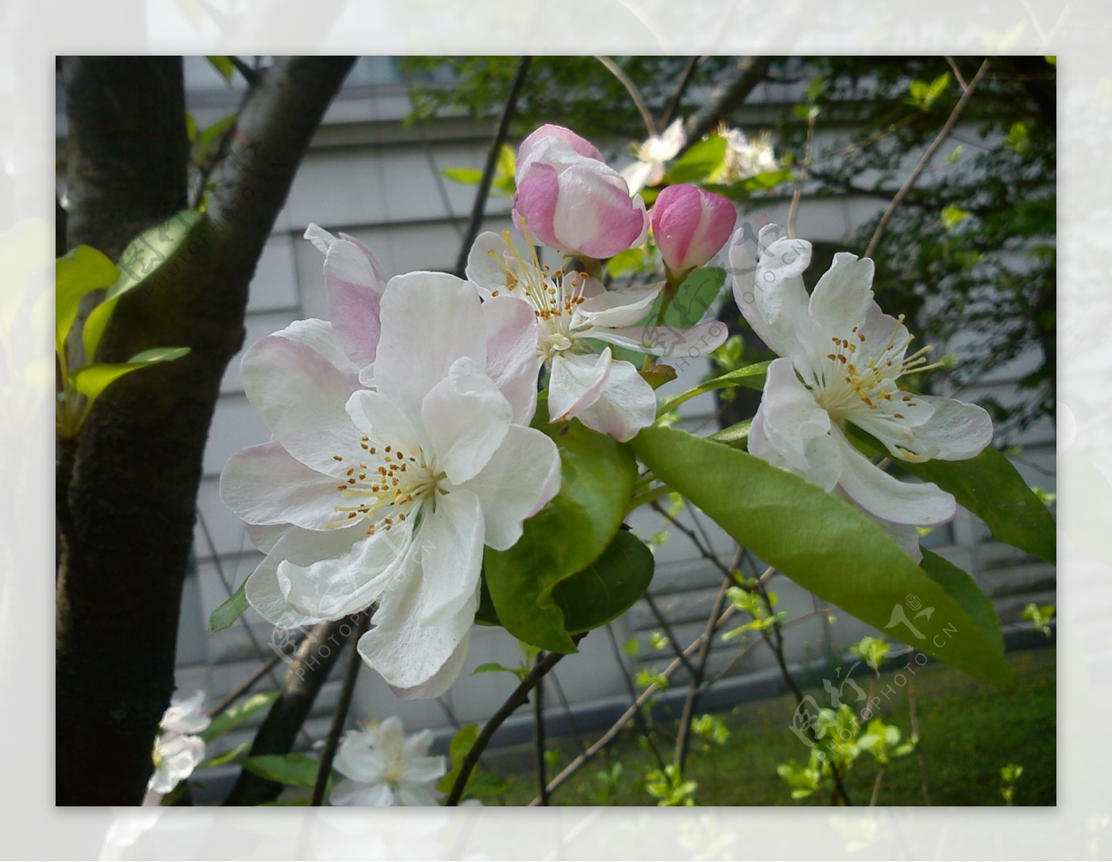 木瓜海棠花图片