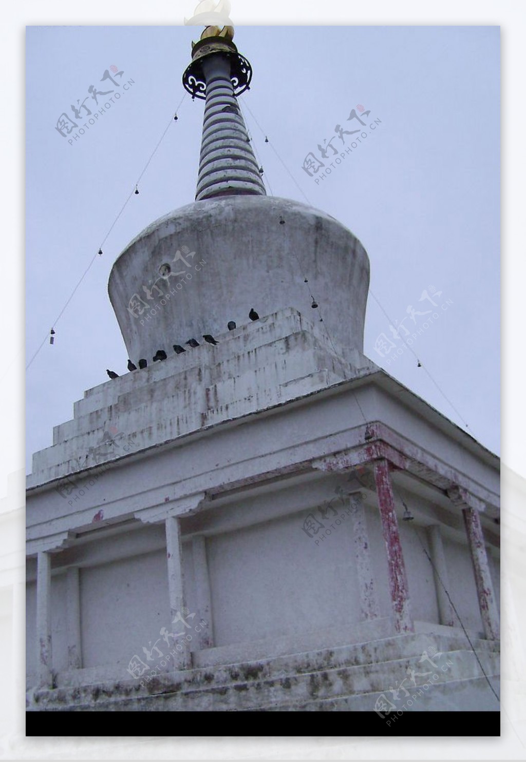 寺庙里的黑鸽子图片