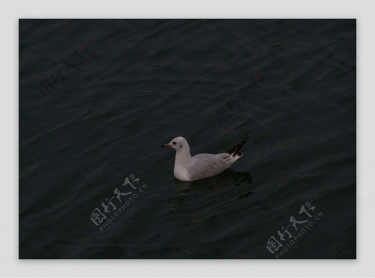 天津海河海鸥海鸟图片
